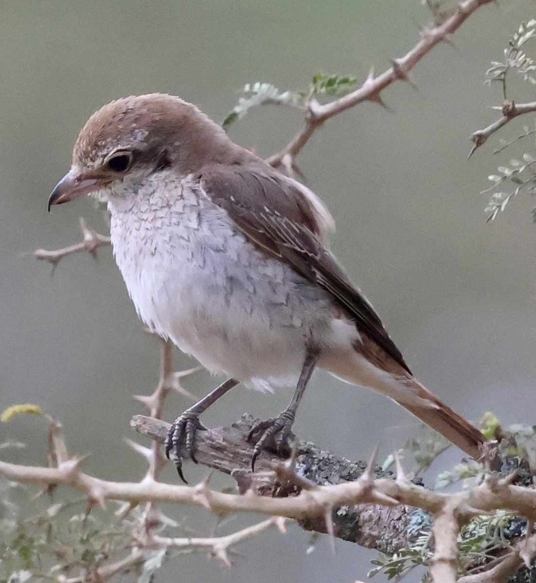 Red-tailed Shrike - ML646971931