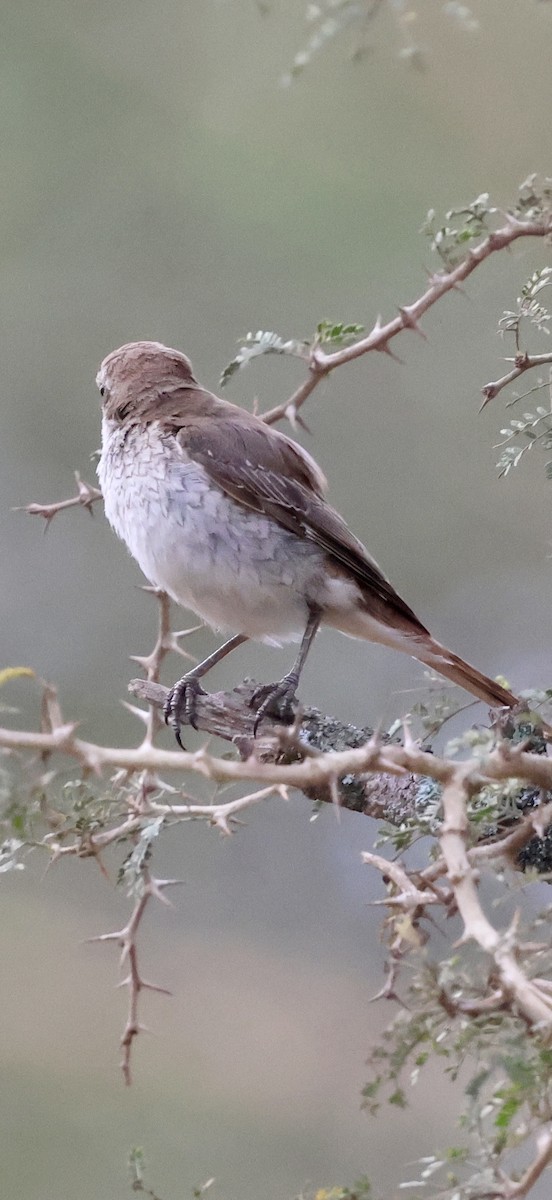 Red-tailed Shrike - ML646971932