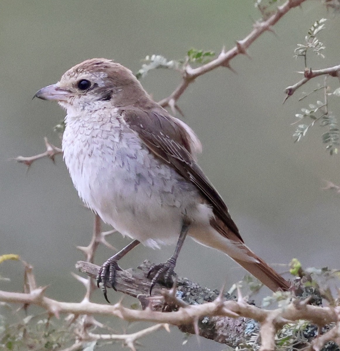 Red-tailed Shrike - ML646971933
