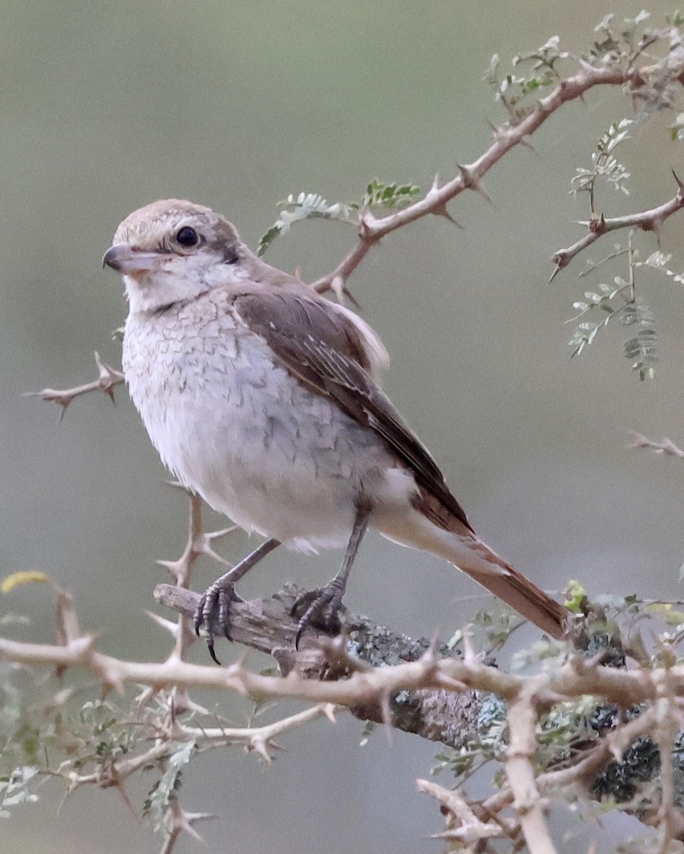 Red-tailed Shrike - ML646971934