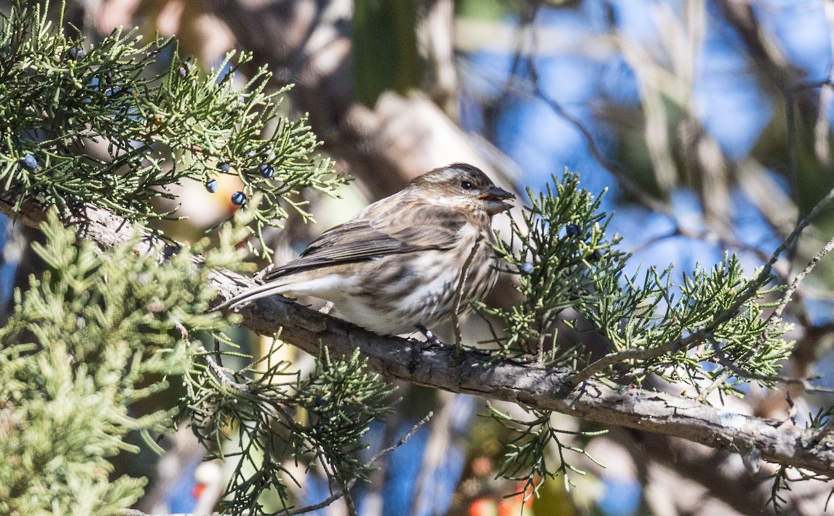 Purple Finch - ML646971935