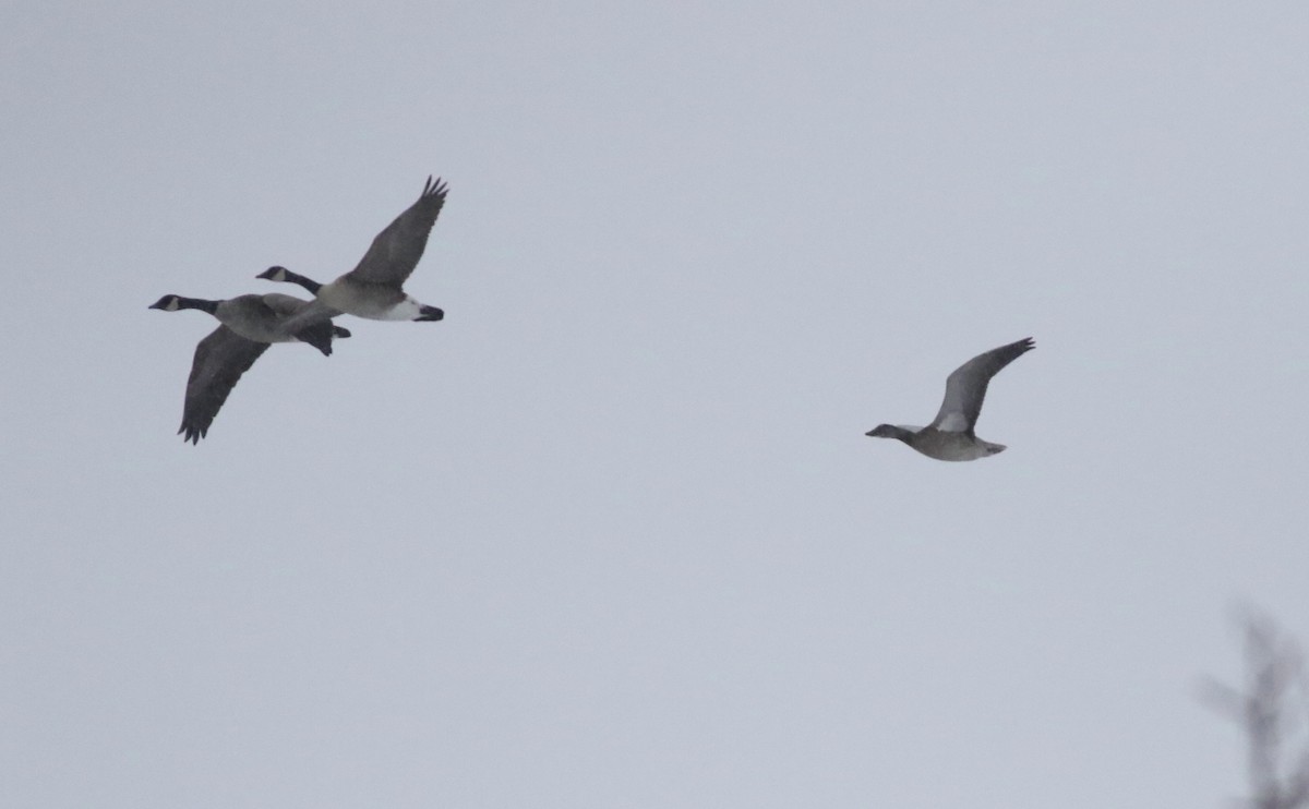 אווז שלג - ML646971937