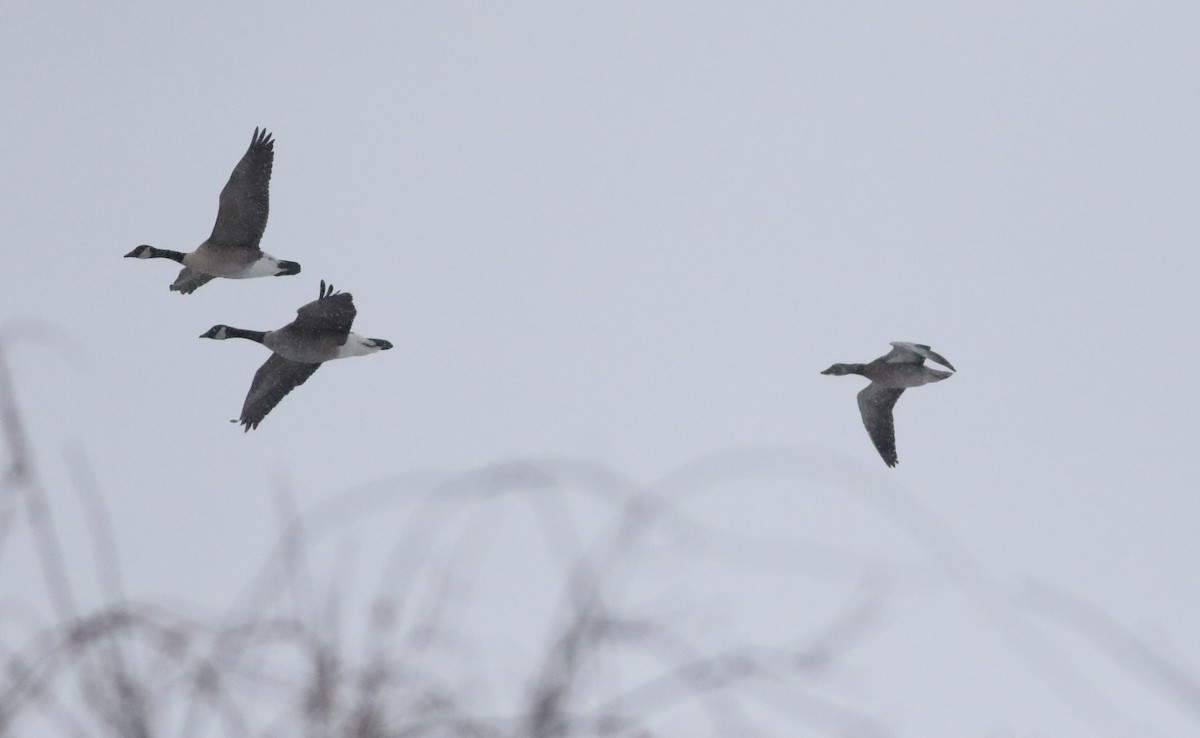 אווז שלג - ML646971951