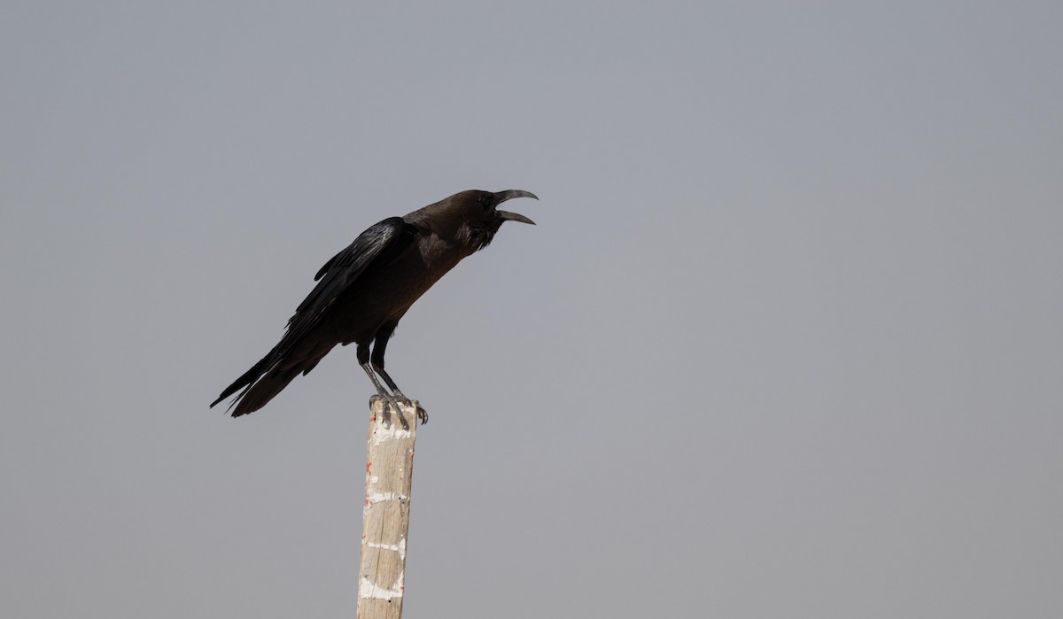 Brown-necked Raven - ML646971953