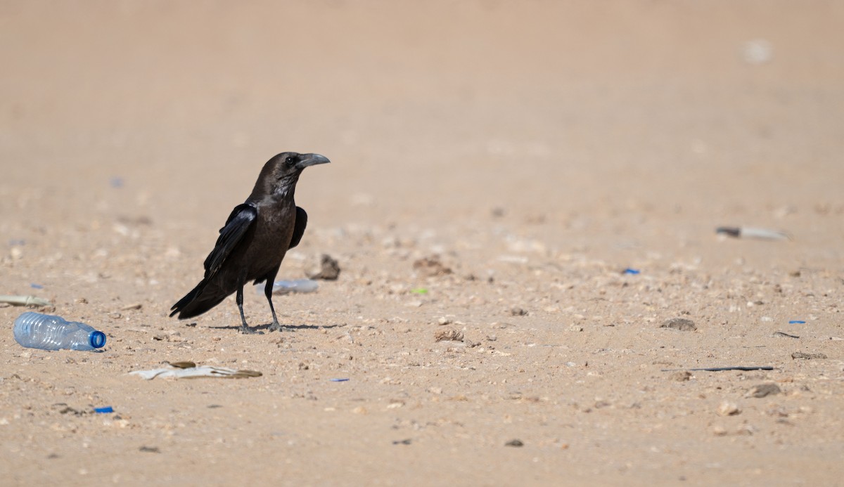 Brown-necked Raven - ML646971954