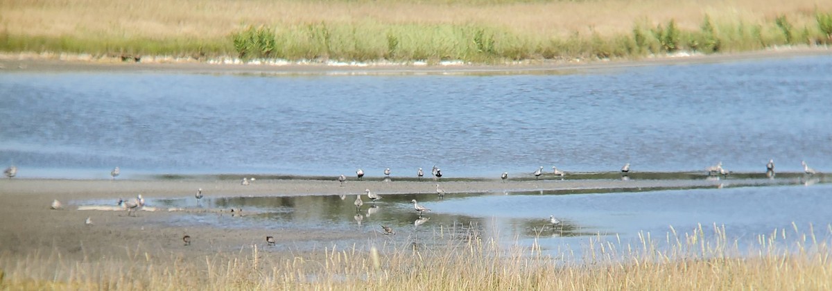 Gümüş Yağmurcun - ML646971964