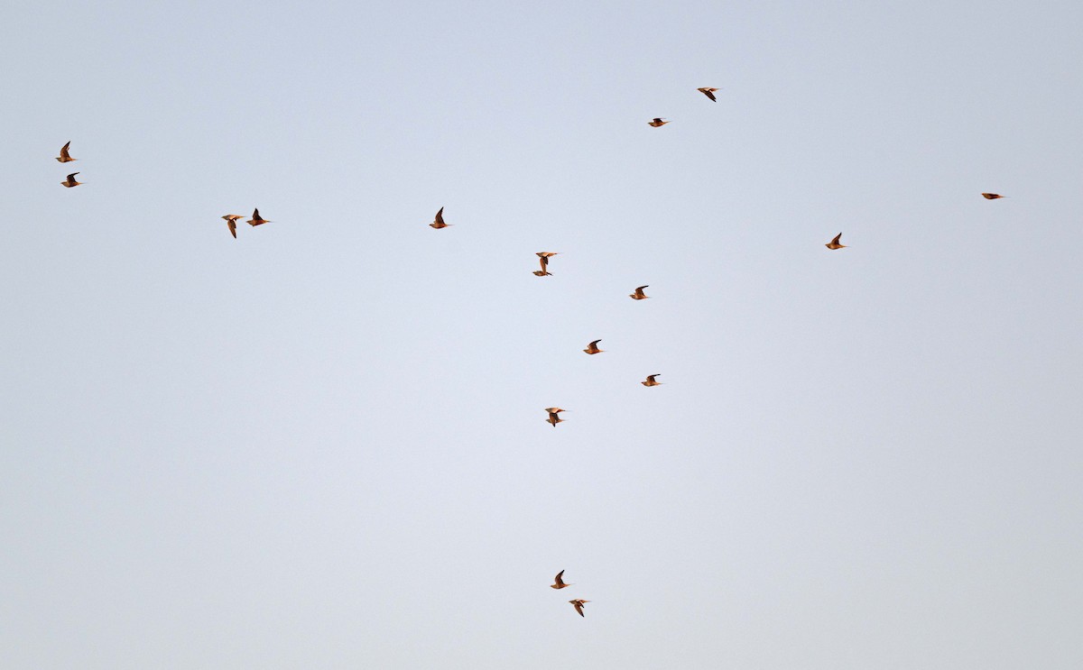 stepokur hnědobřichý - ML646971966