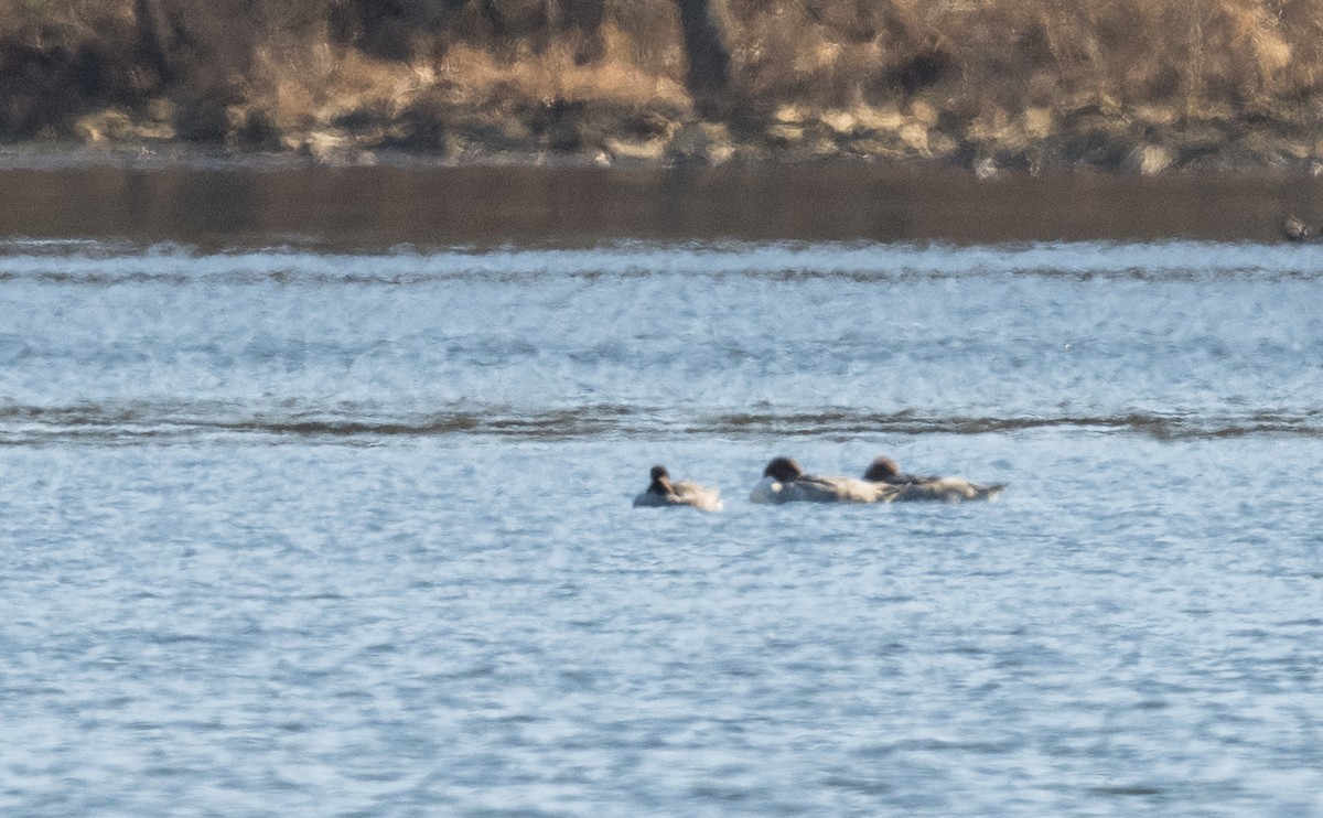 Common Goldeneye - ML646971969