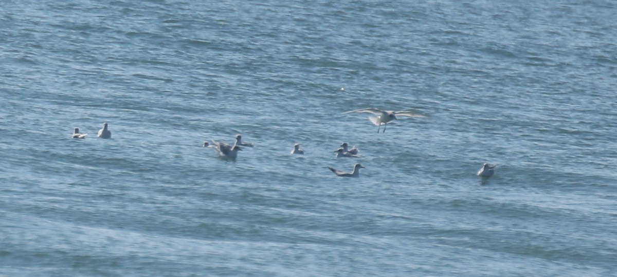 İnce Gagalı Martı - ML646971970