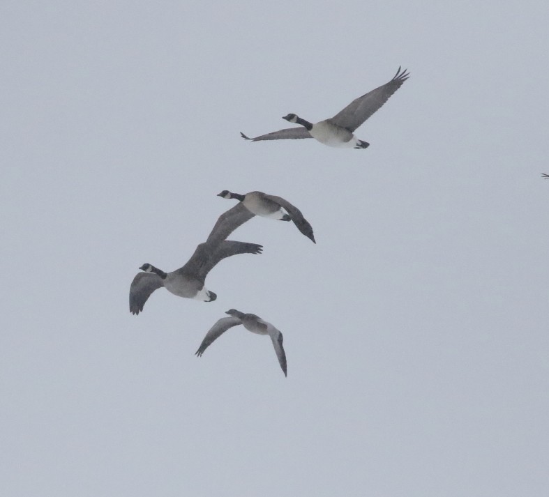 אווז שלג - ML646971971