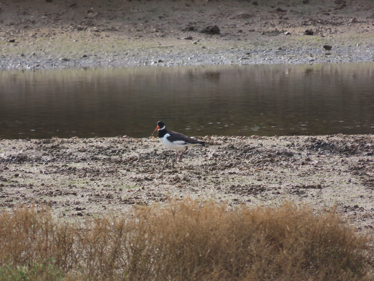 Eurasian Oystercatcher - ML646971975
