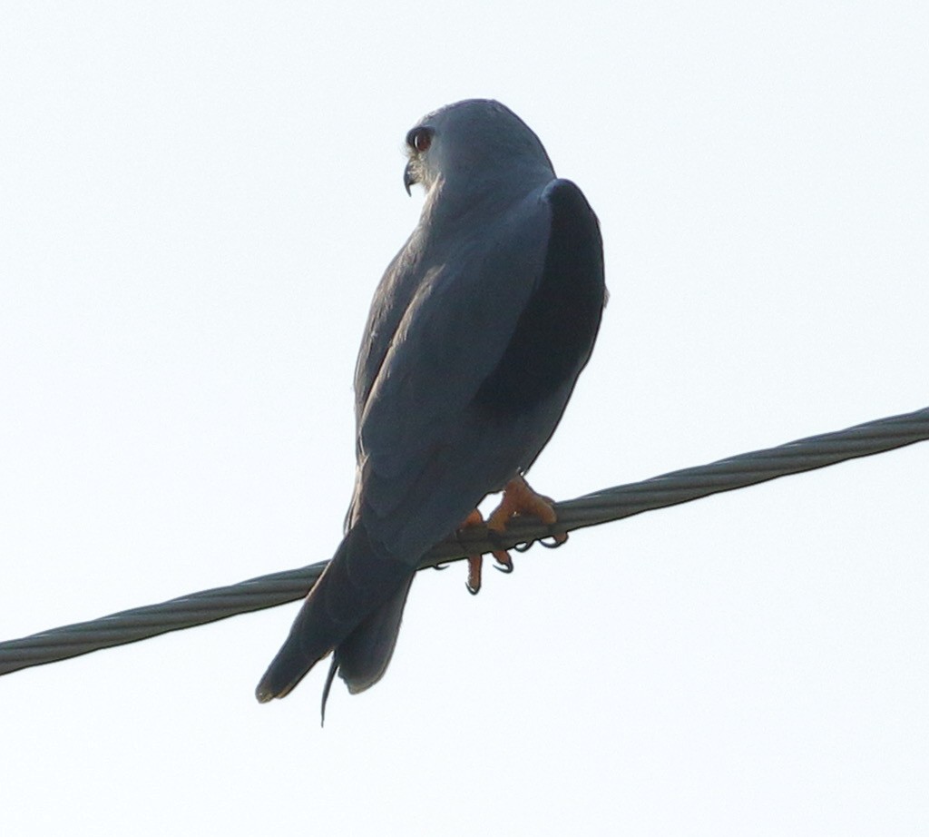 Gleitaar - ML646971983