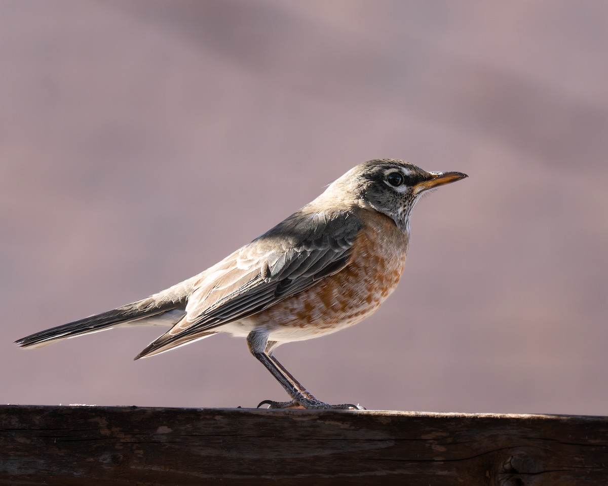 vandretrost - ML646971984