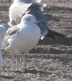 Van Gölü Martısı - ML646971985