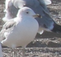 Van Gölü Martısı - ML646971986