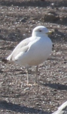 Van Gölü Martısı - ML646971987