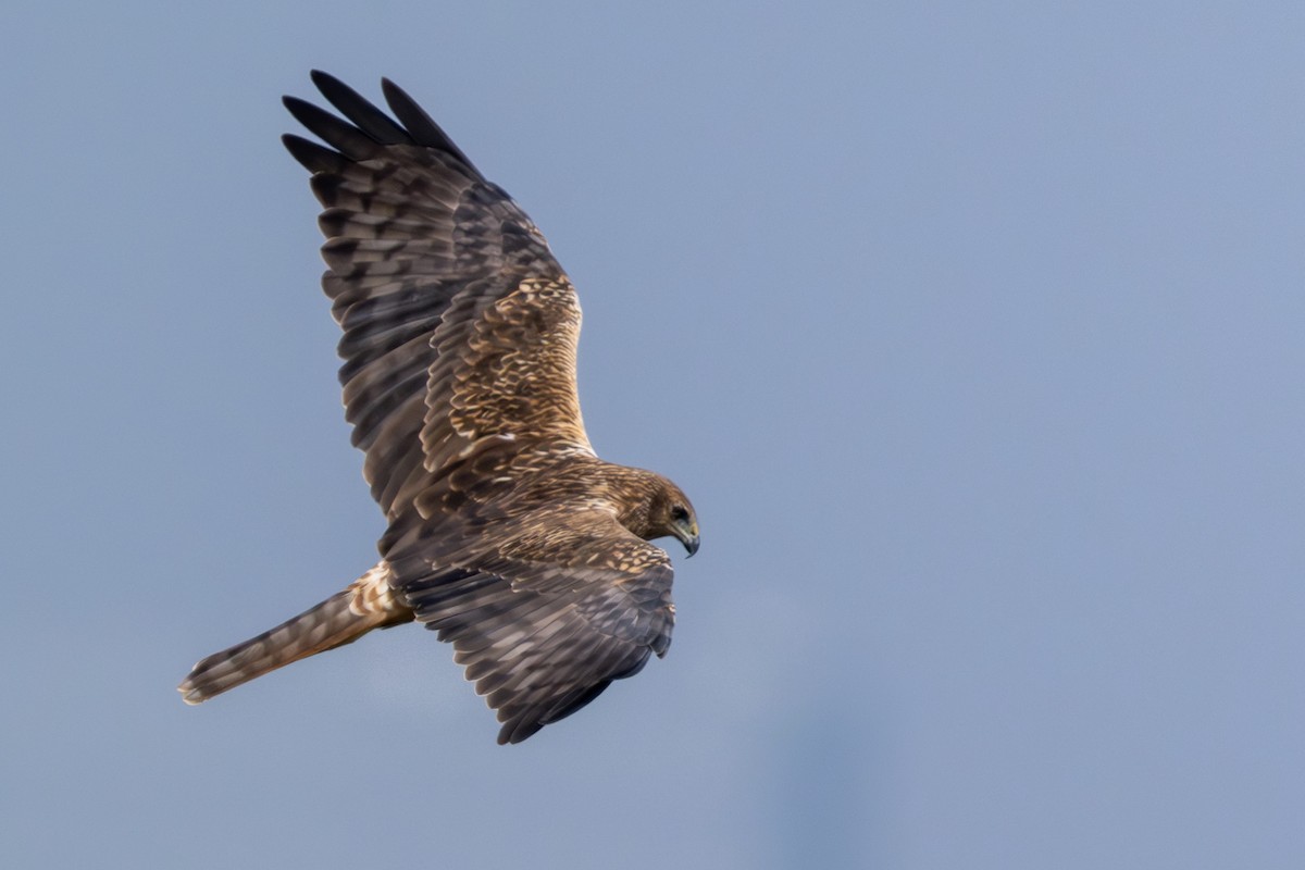 moták východní - ML646971995