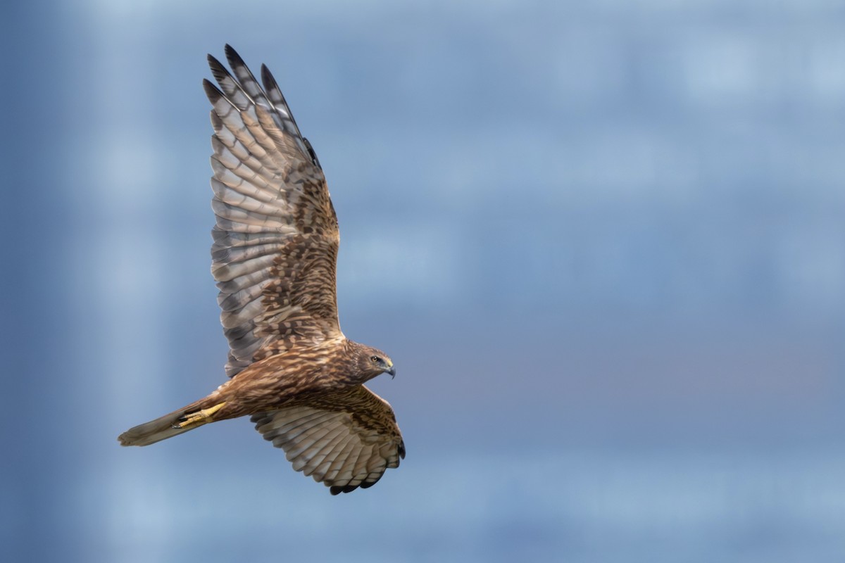 moták východní - ML646971997