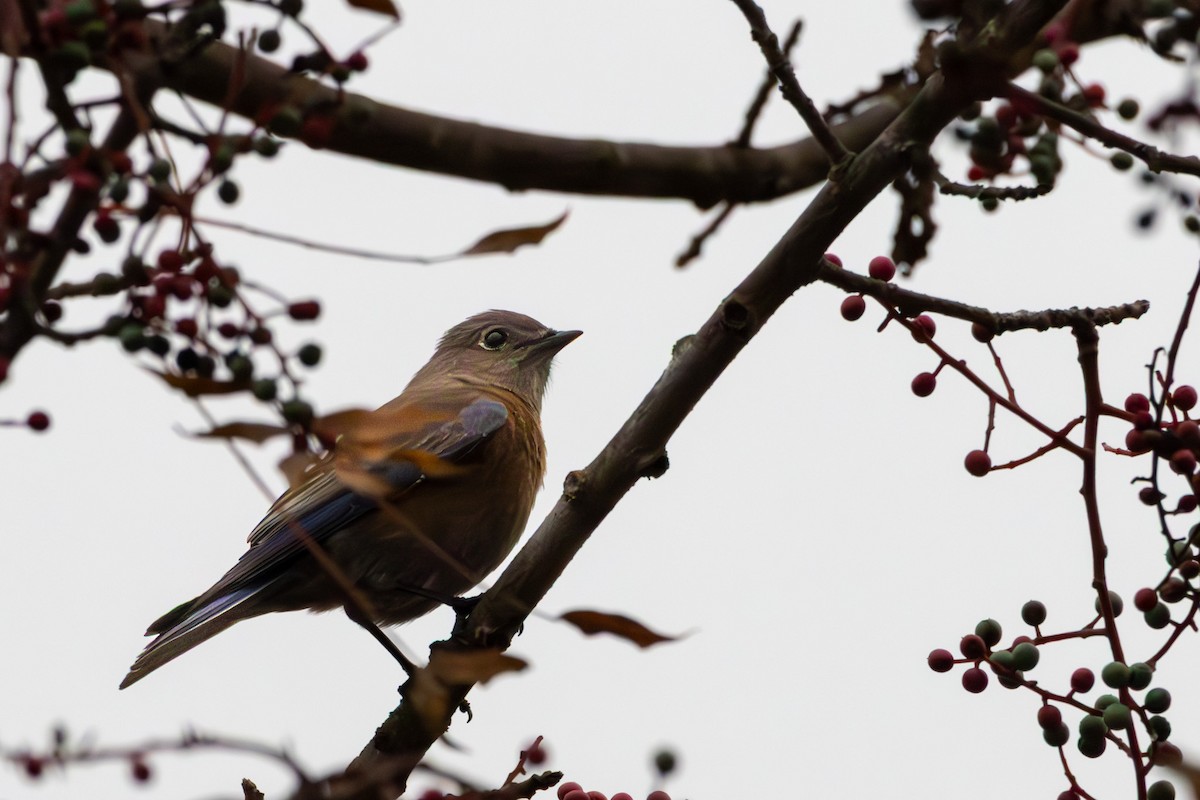 Western Bluebird - ML646971998