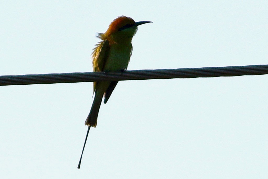 Bronzescheitel-Smaragdspint - ML646971999