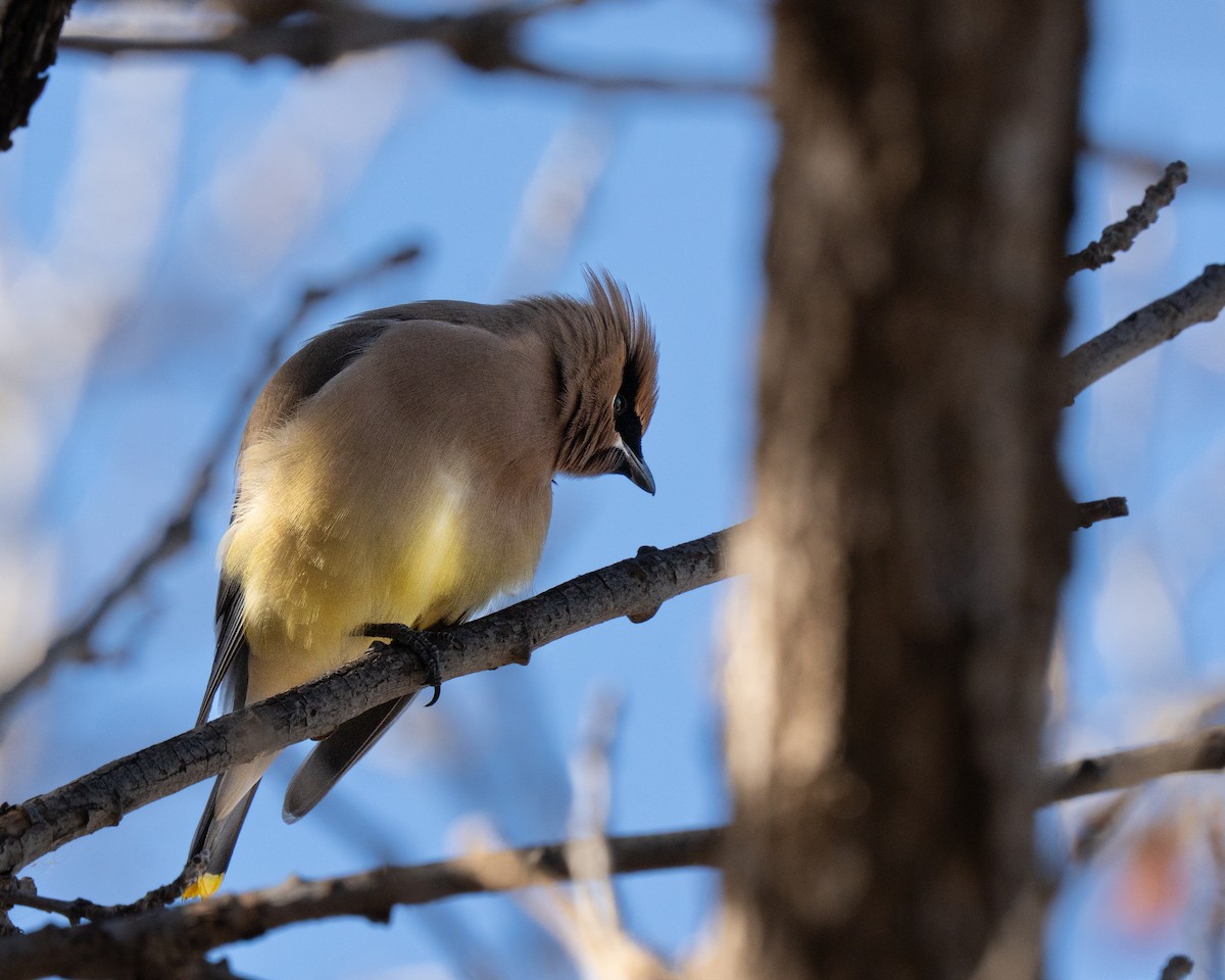 einersidensvans - ML646972001