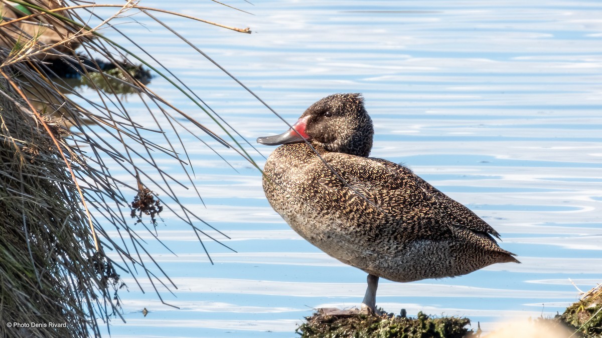 Freckled Duck - ML646972026