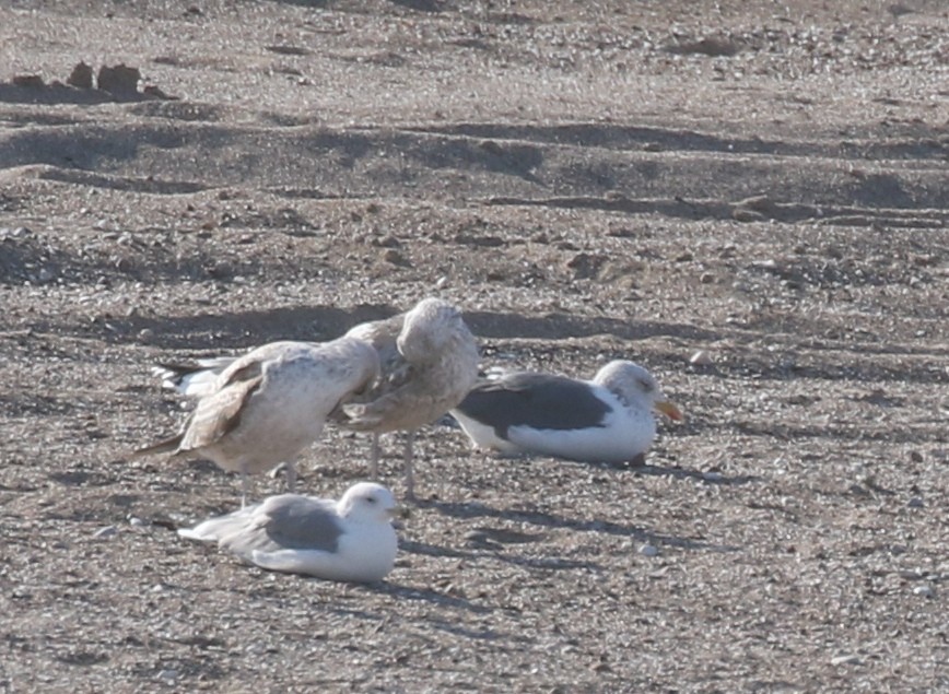 Lesser Black-backed Gull - ML646972033