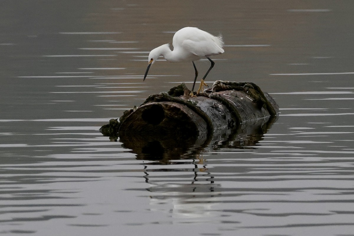 Snowy Egret - ML646972034