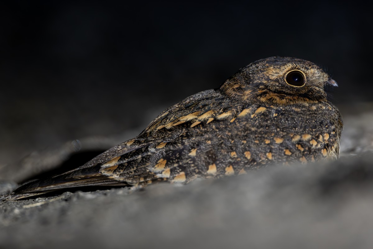 Savanna Nightjar - ML646972041