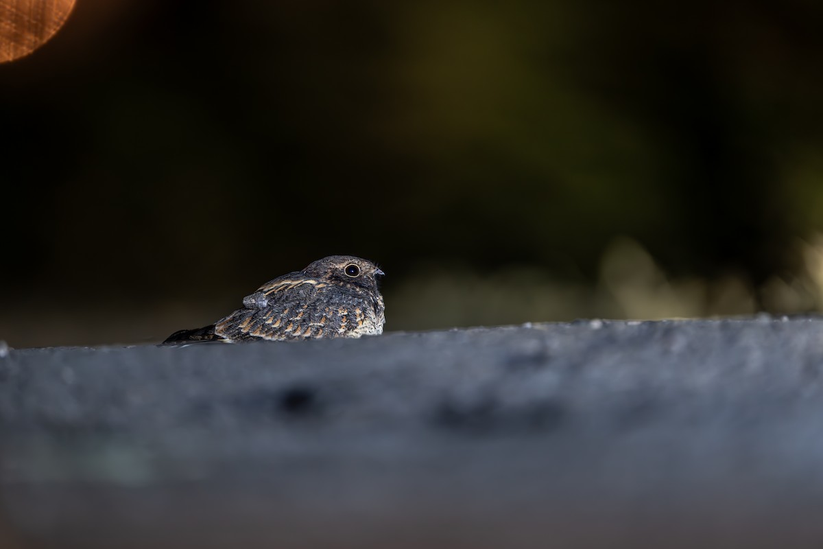 Savanna Nightjar - ML646972043