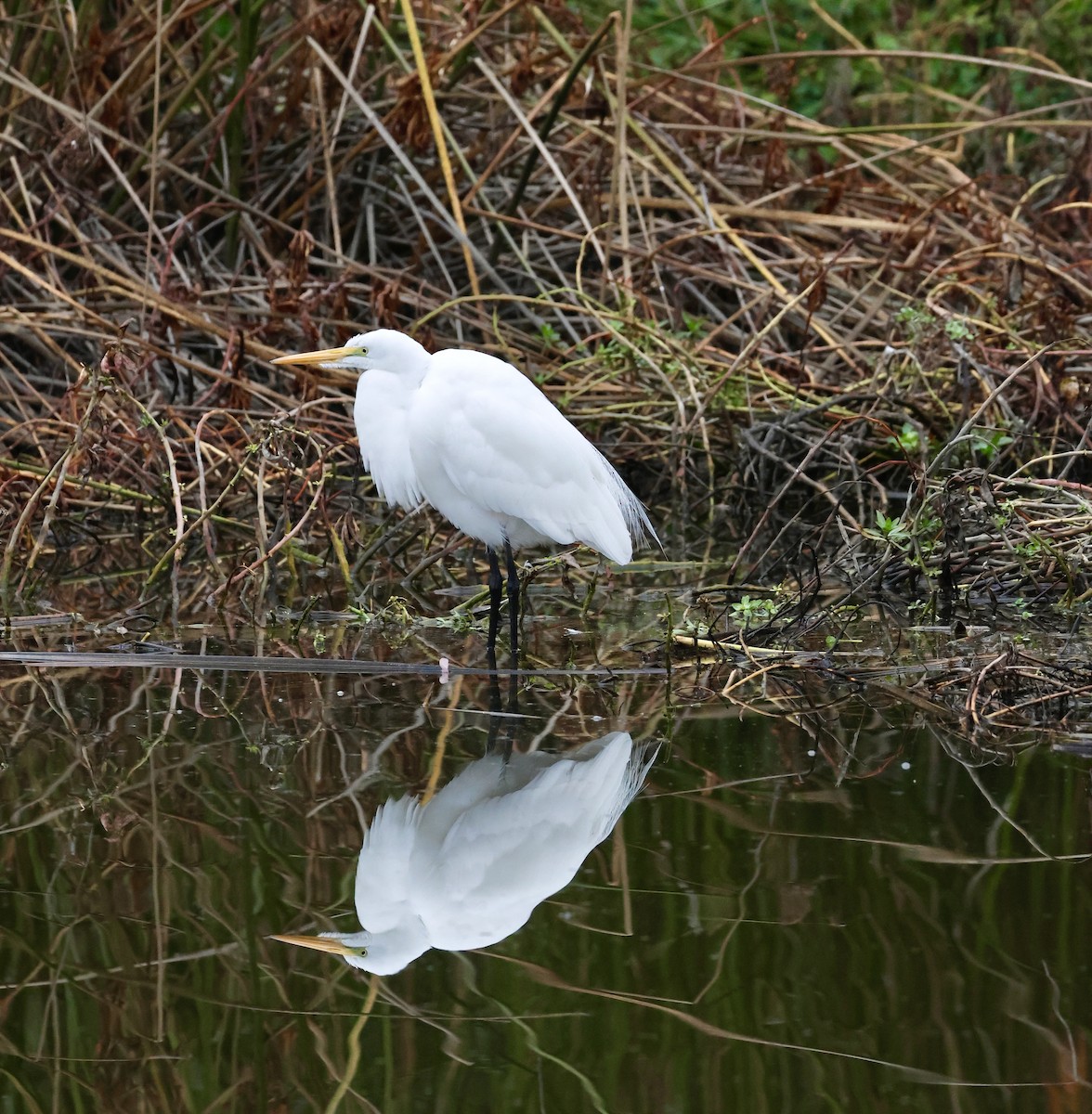 Great Egret - ML646972045