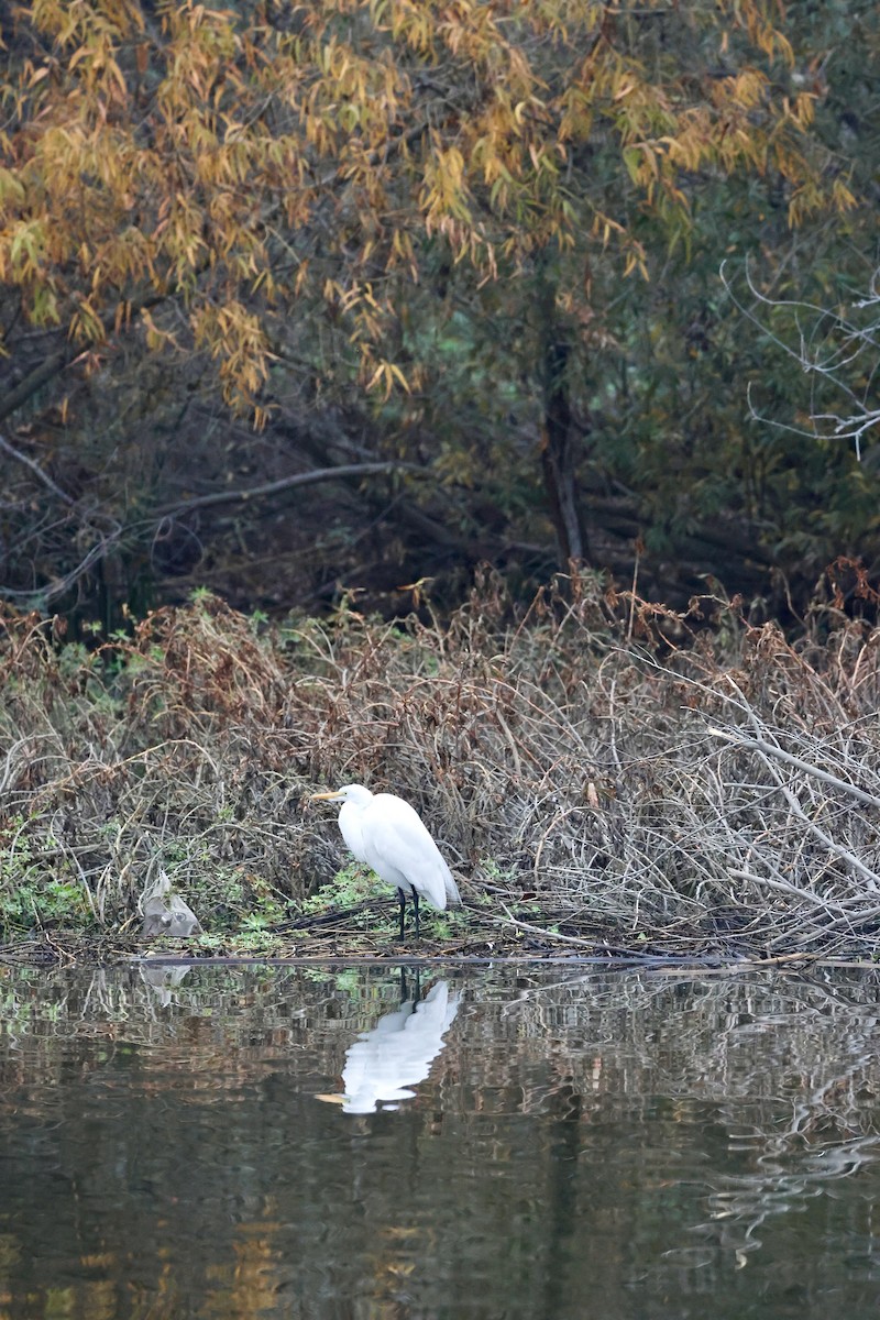 Great Egret - ML646972046