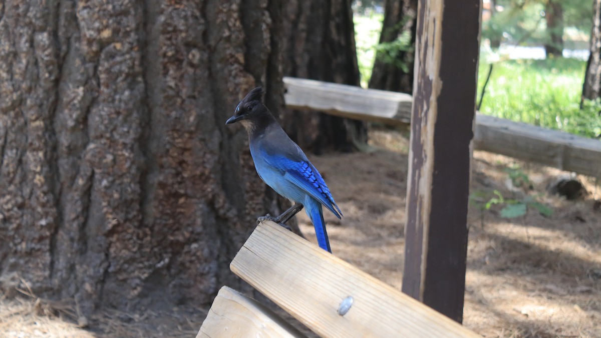 Steller's Jay - ML646972048