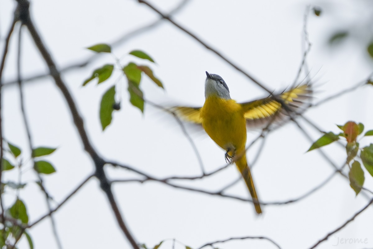 Gray-chinned Minivet (Gray-chinned) - ML646972055