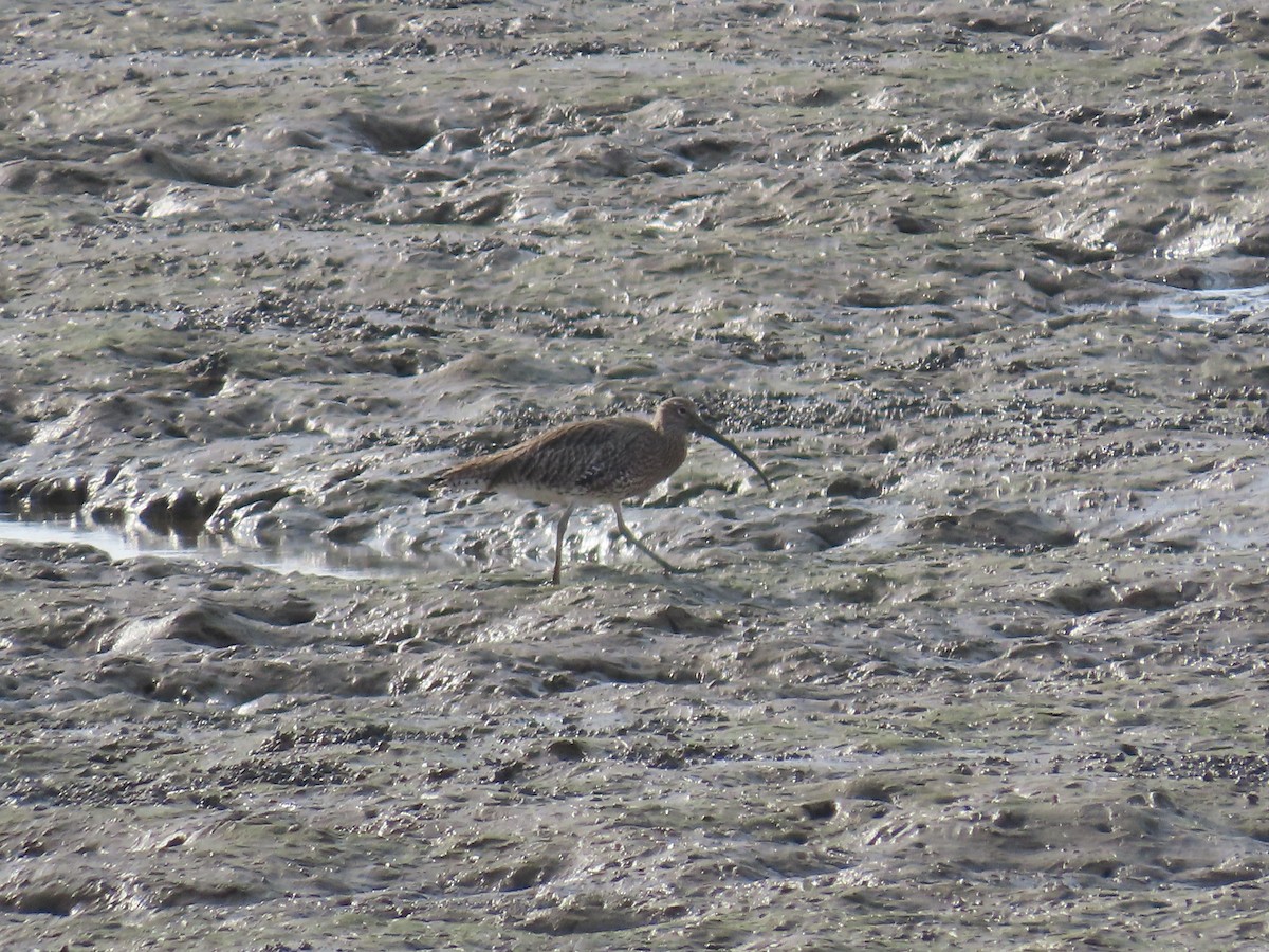 Eurasian Curlew - ML646972057
