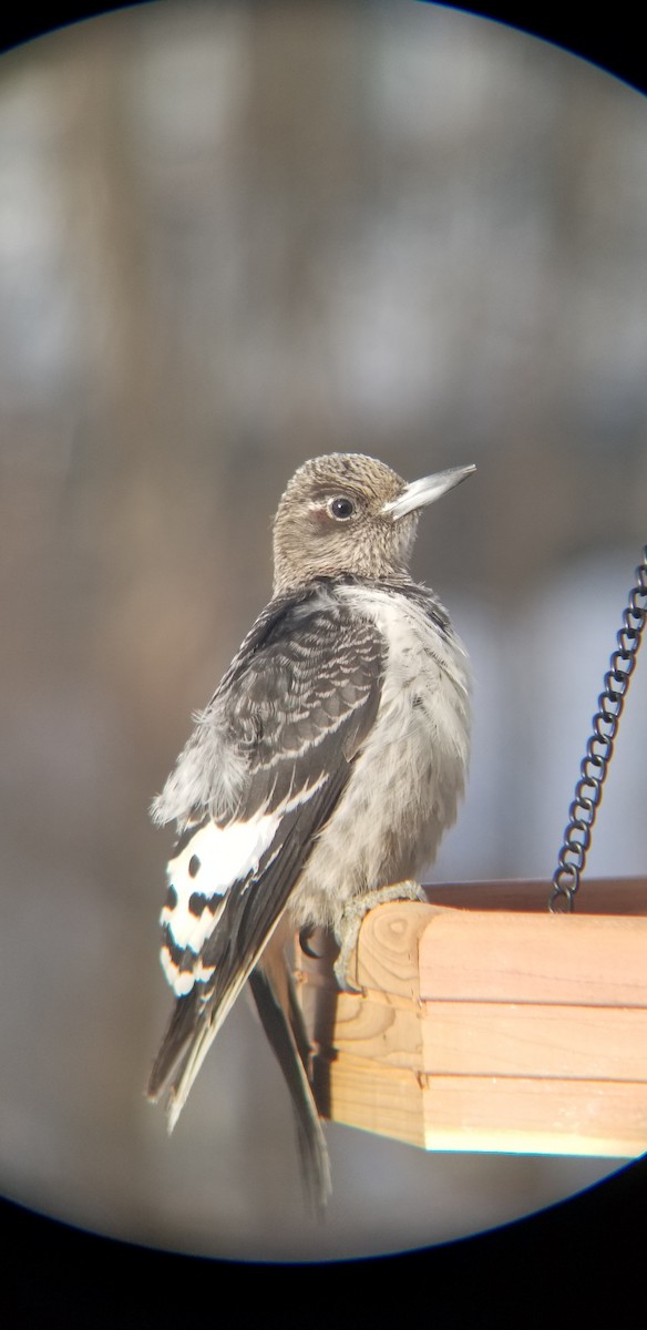 Red-headed Woodpecker - ML646972066