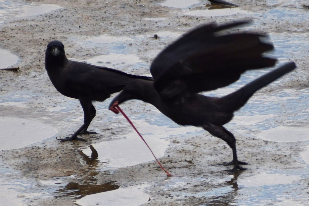 עורב הודי - ML646972070