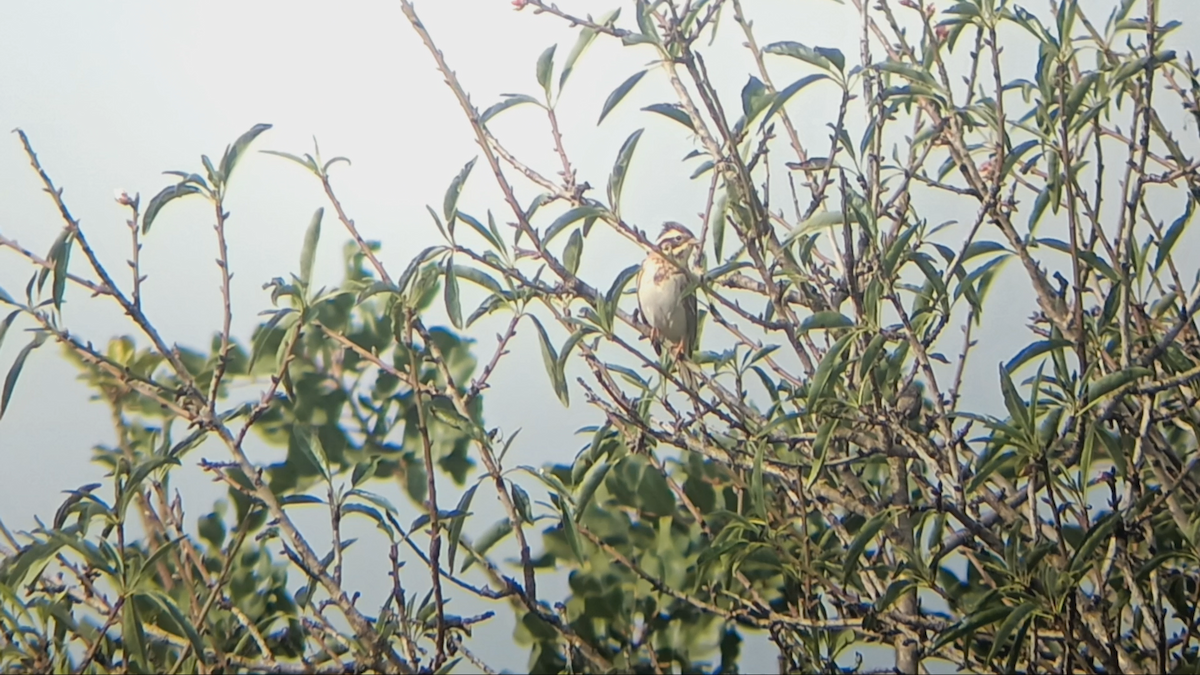 Baso-berdantza - ML646972073