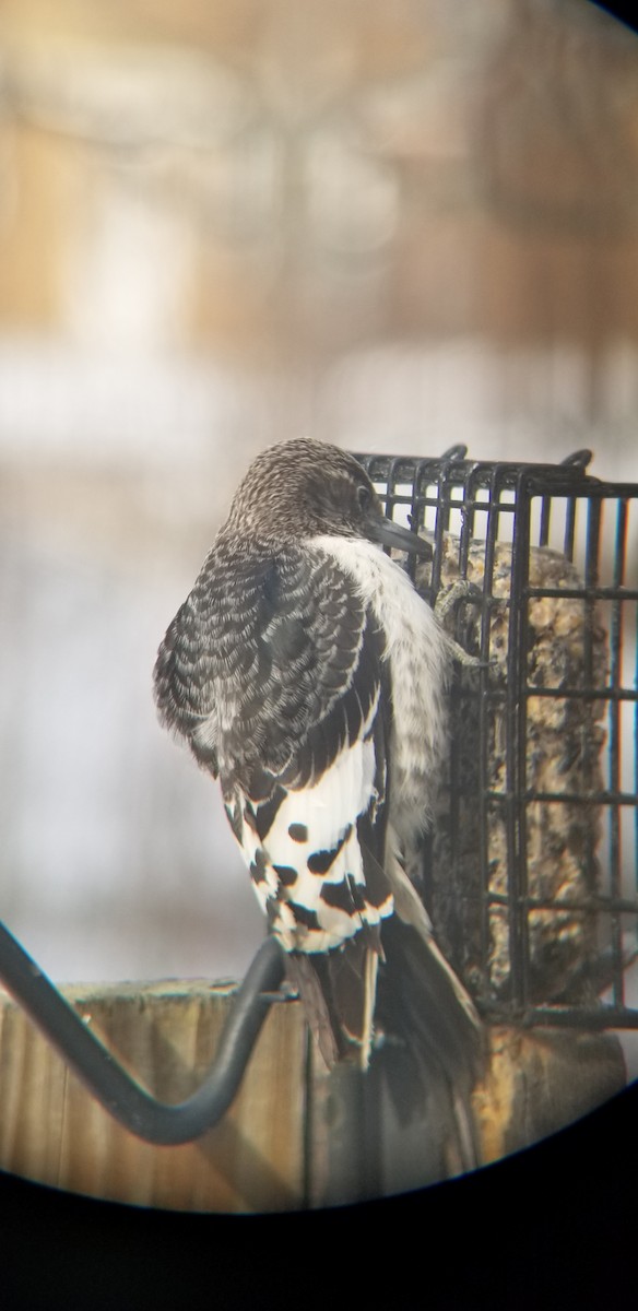 Red-headed Woodpecker - ML646972074