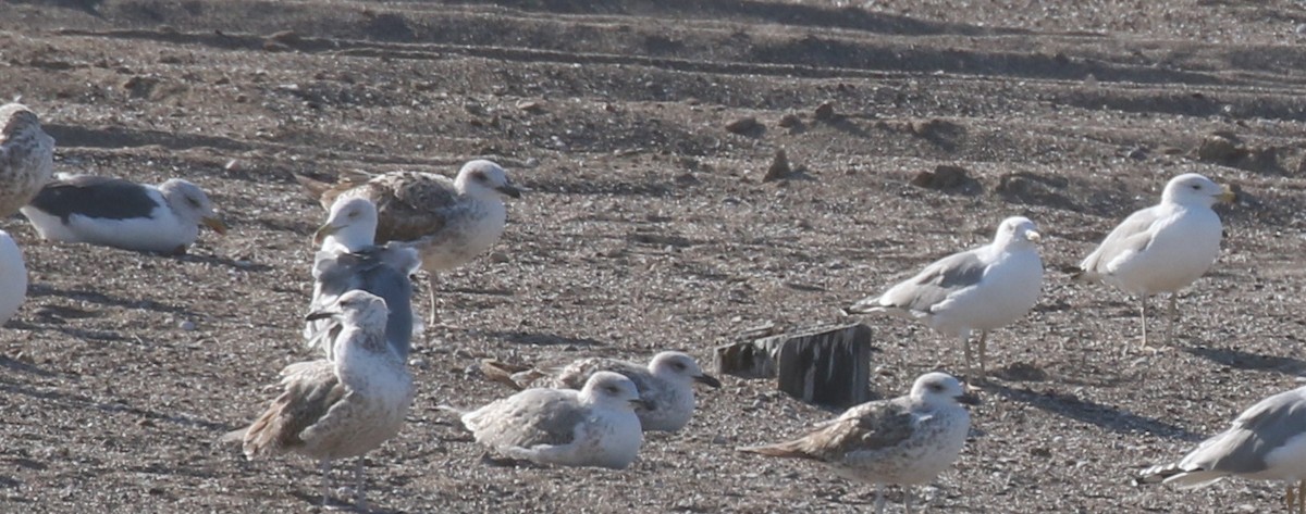 Lesser Black-backed Gull - ML646972080