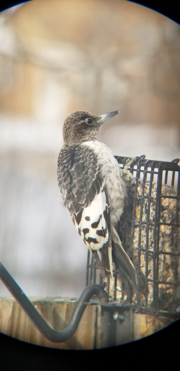 Red-headed Woodpecker - ML646972081
