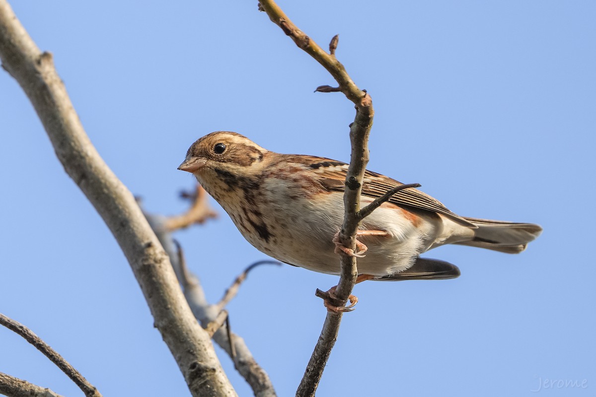 Zigolo boschereccio - ML646972084