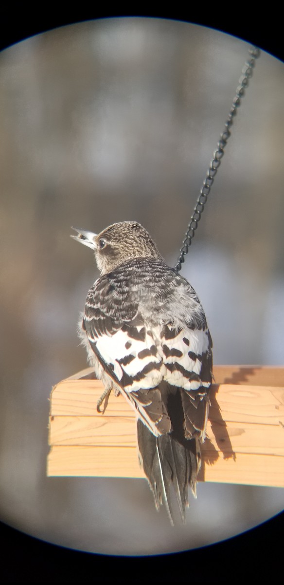 Red-headed Woodpecker - ML646972094