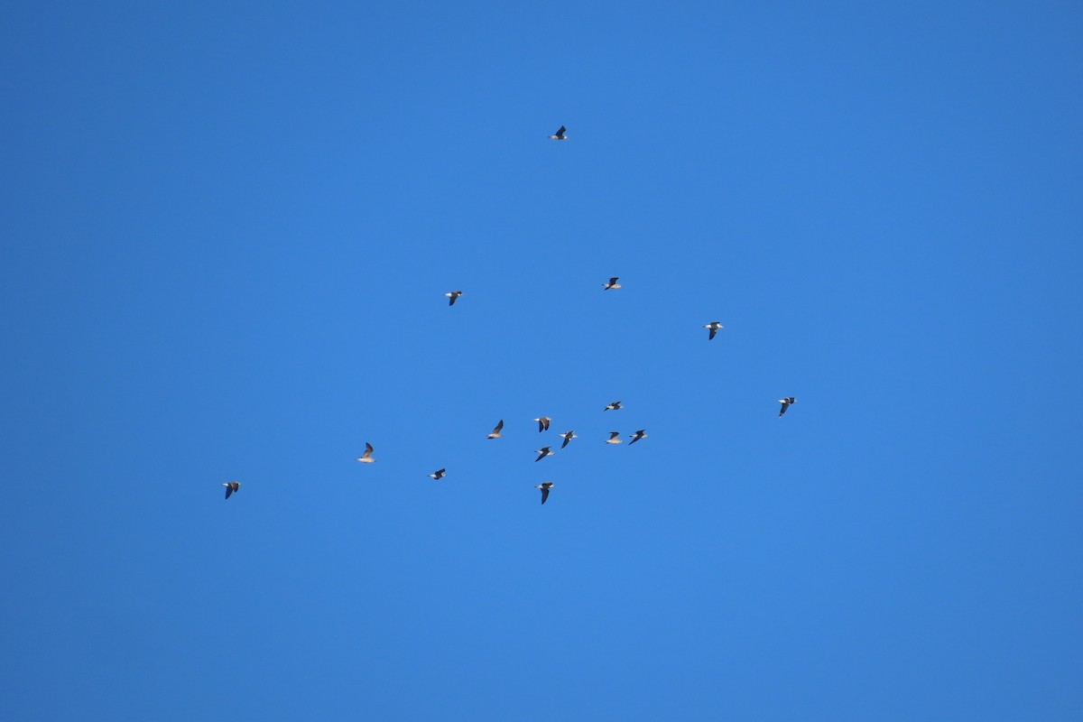Lesser Black-backed Gull - ML646972095