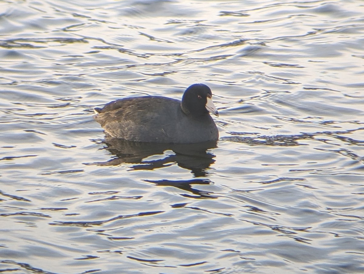 amerikasothøne - ML646972104