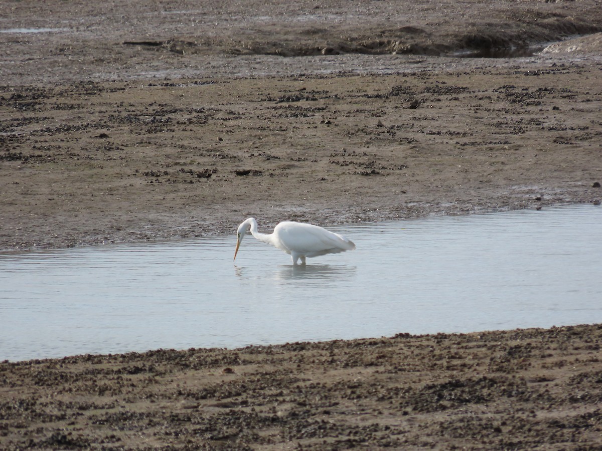 Great Egret - ML646972110