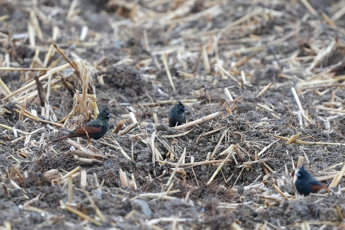 Crested Bunting - ML646972111