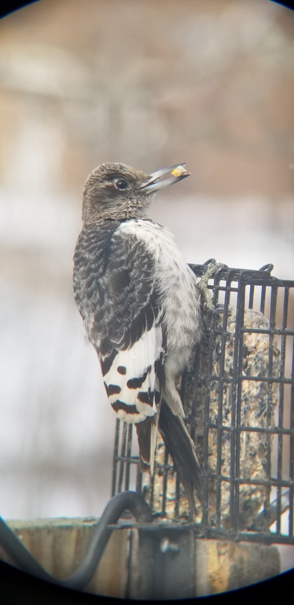 Red-headed Woodpecker - ML646972112