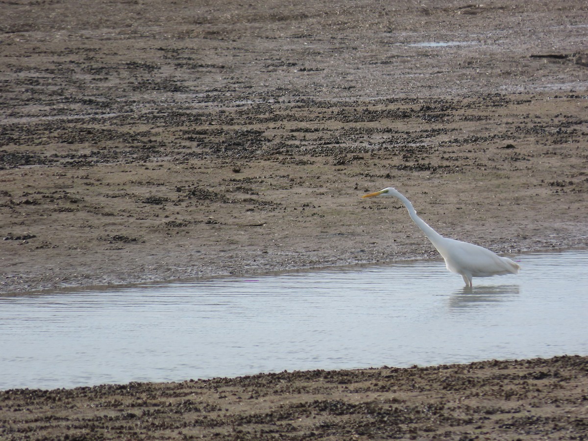 Great Egret - ML646972117