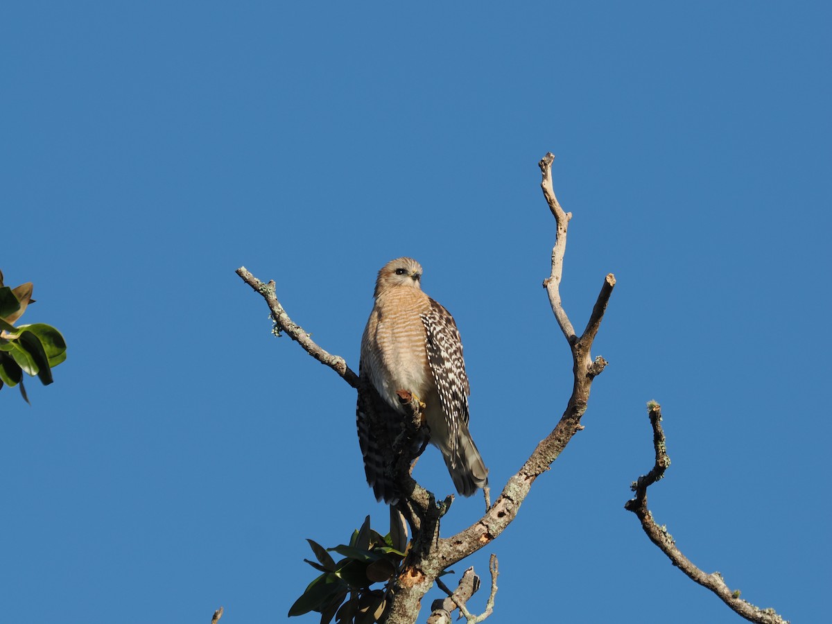 Red-shouldered Hawk - ML646972121